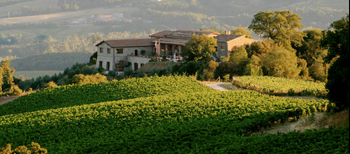 Tenuta Vitalonga Tenuta Vitalonga